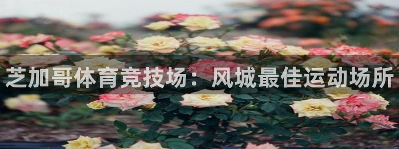 意昂体育3平台假的吗是真的吗：芝加哥体育竞技场：风城