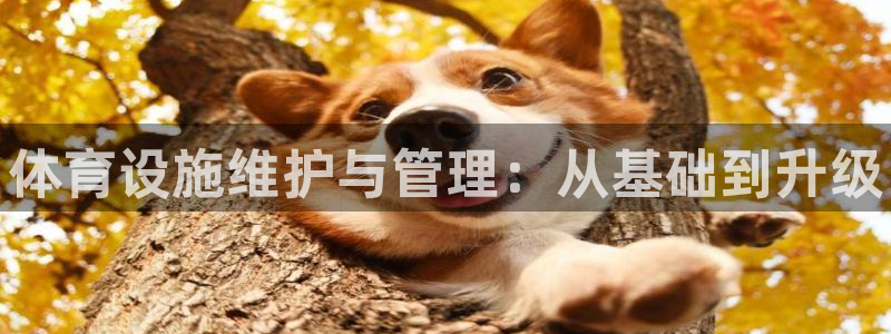 意昂体育3招商电话号码：体育设施维护与管理：从基础到升级