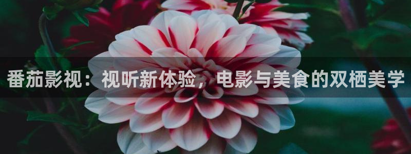 五五影视影院：番茄影视：视听新体验，电影与美食的双栖美学